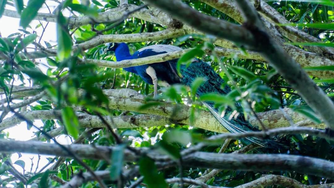 Hathawariya Green View Cabin タール エクステリア 写真
